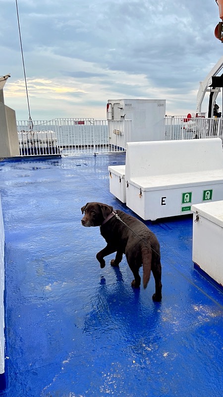 Koiran kanssa Stena Linella Ruotsissa