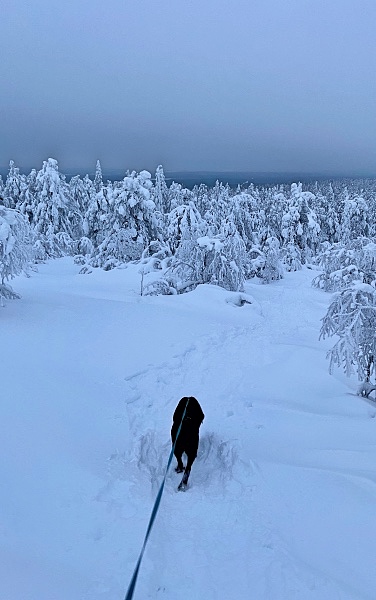 Luosto lumikenkäreitti