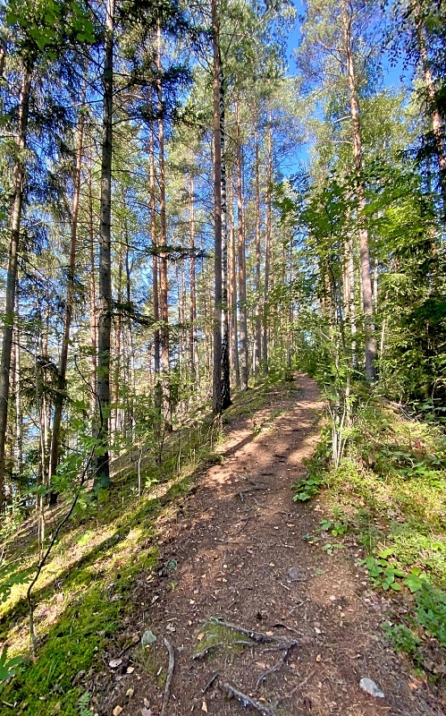 Polku harjulla Saaren kansanpuistossa