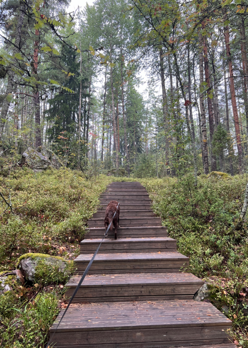 Portaat ylös Hiidenvuoren näköalapaikalle.